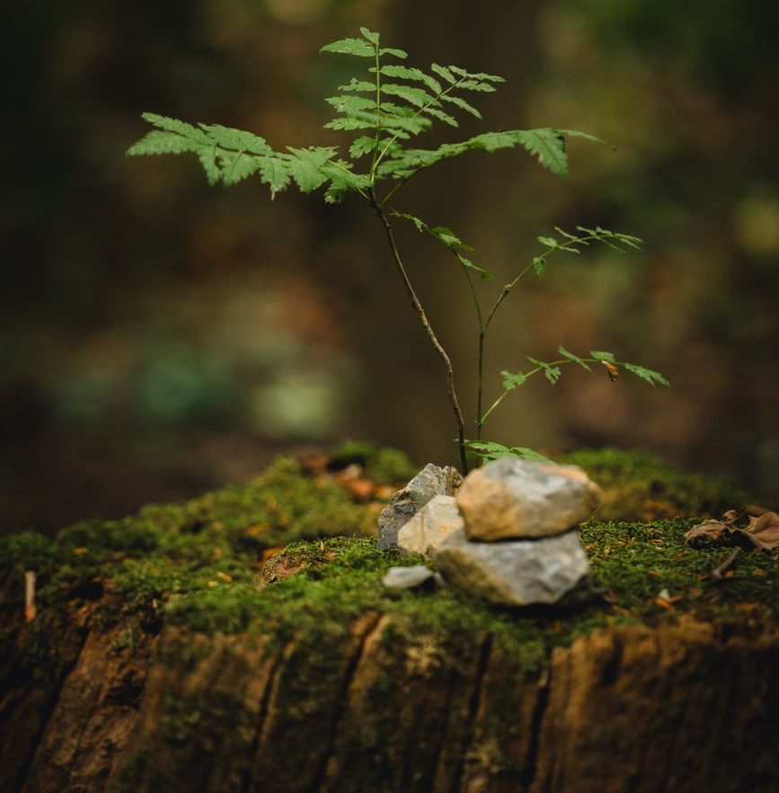 fern growing on mossy tree stump in forest